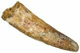 Fossil Spinosaurus Tooth - Real Dinosaur Tooth #353075-1